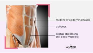 Core Muscles - abdominal muscles diagram